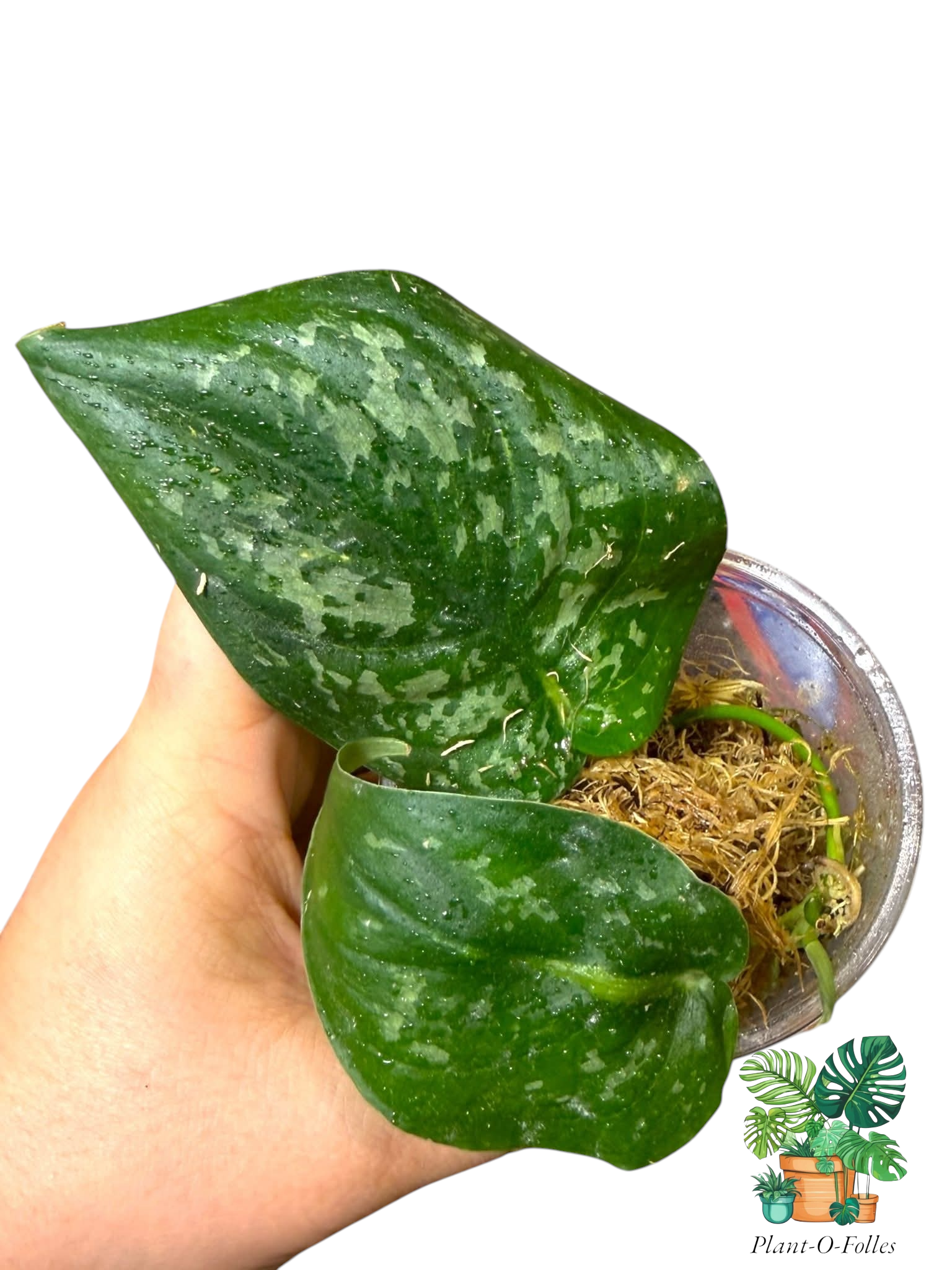 Scindapsus Argyraeus Dark Kalbar Kapuas Hulu - Plant - O - Folles