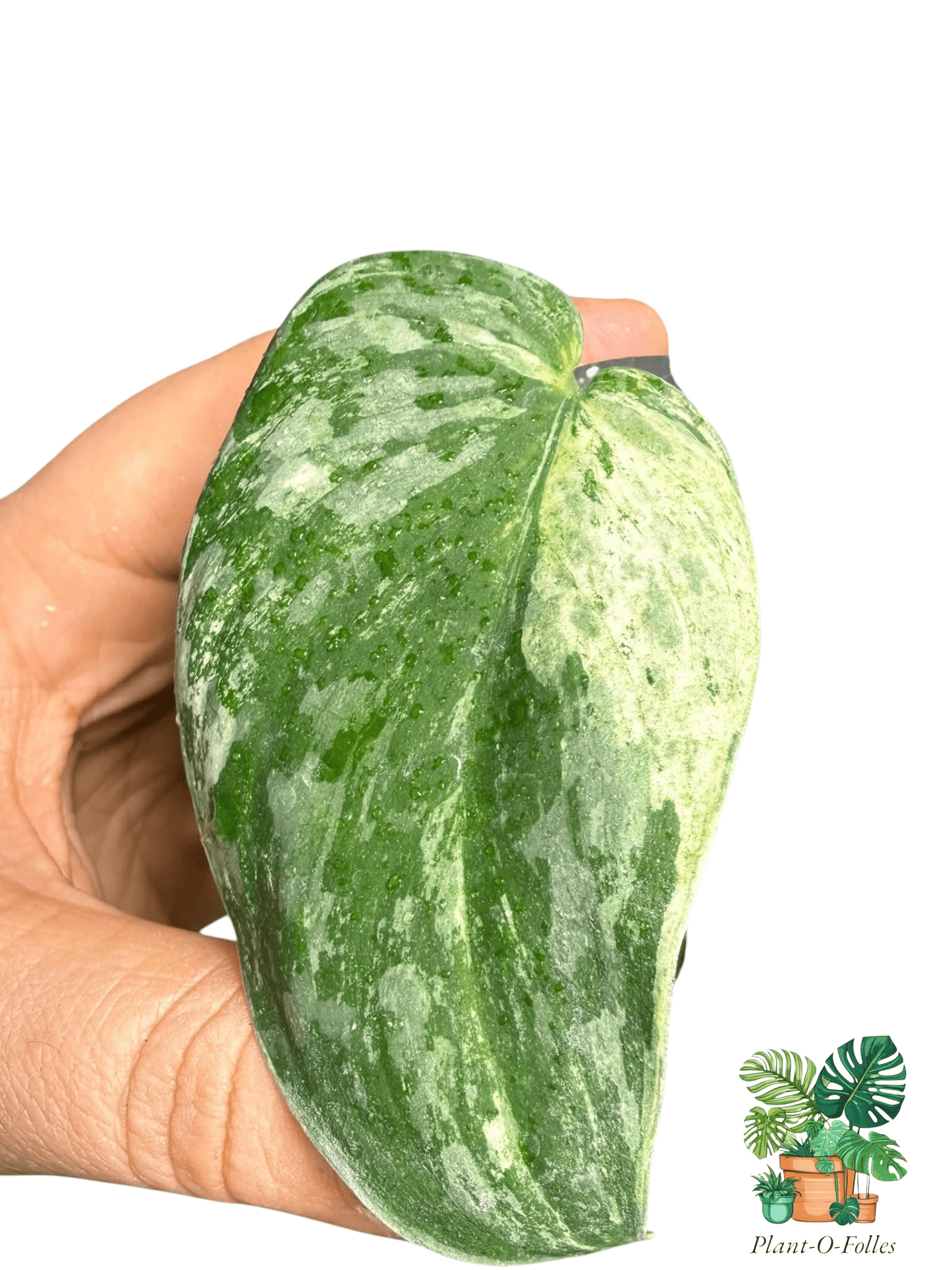 Scindapsus bahorok - Plant - O - Folles