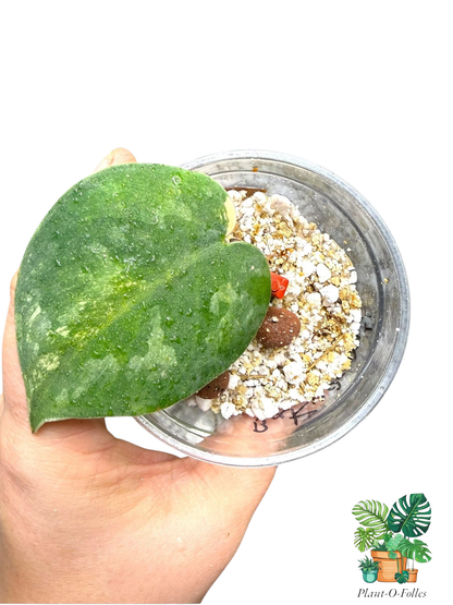 Scindapsus Bakudapati Variegated - Plant - O - Folles