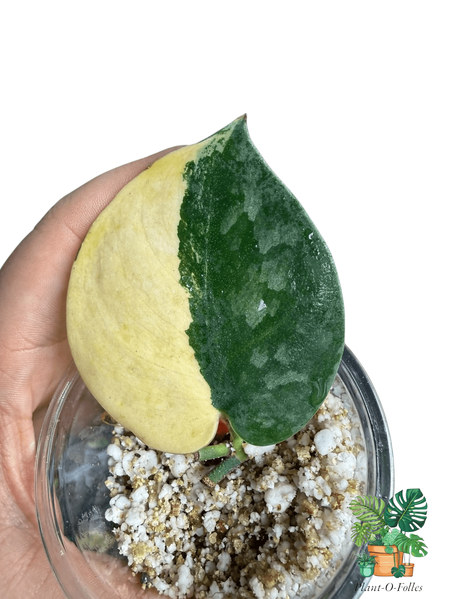 Scindapsus Bakudapati Variegated - Plant - O - Folles