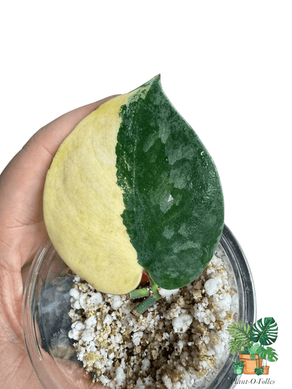 Scindapsus Bakudapati Variegated - Plant - O - Folles