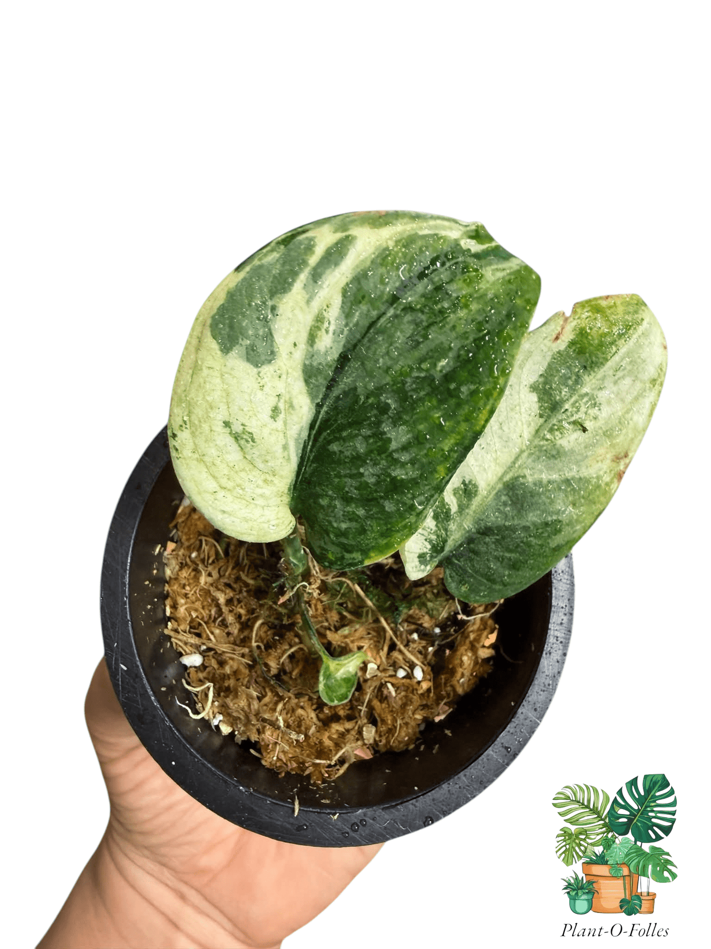 Scindapsus Black Dragon - Plant - O - Folles