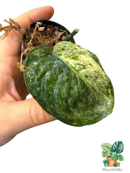 Scindapsus ‘Black Dragon’ – Plante tropicale rare au feuillage sombre - Plant - O - Folles