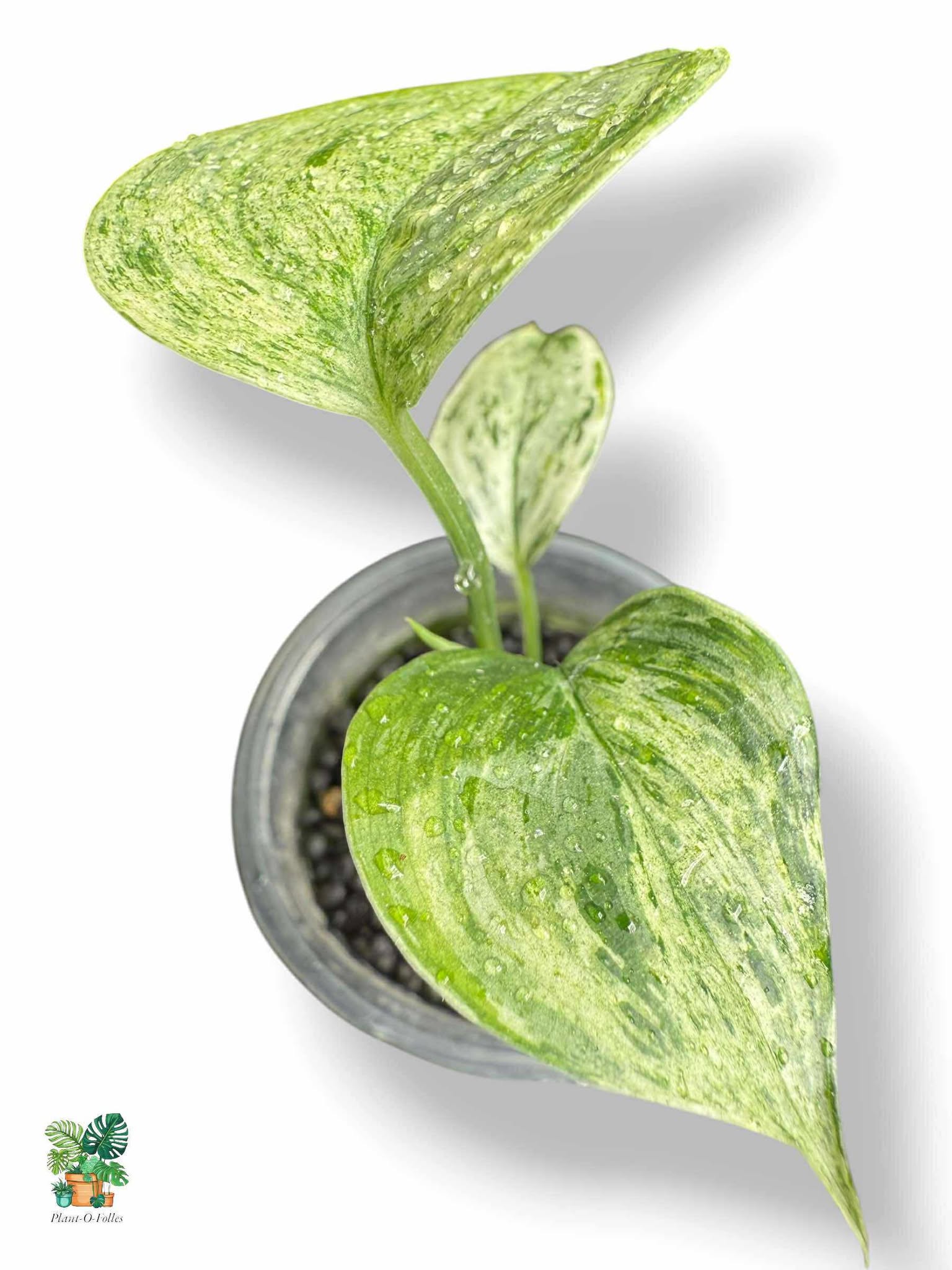 Scindapsus Blue Albo Salaka, Rare Variegated Aroid, Tropical Indoor Plant, Arrow Leaf Houseplant for Collectors - Plant - O - Folles