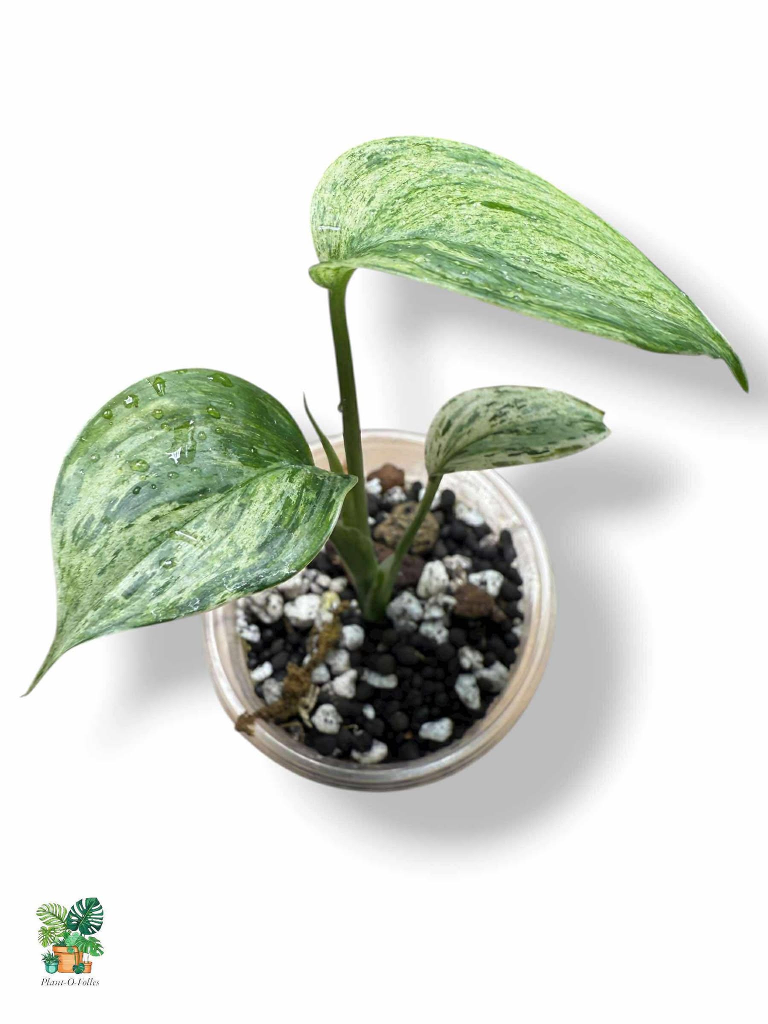 Scindapsus Blue Albo Salaka, Rare Variegated Aroid, Tropical Indoor Plant, Arrow Leaf Houseplant for Collectors - Plant - O - Folles