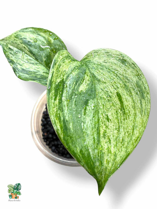 Scindapsus Blue Albo Salaka, Rare Variegated Aroid, Tropical Indoor Plant, Arrow Leaf Houseplant for Collectors - Plant - O - Folles