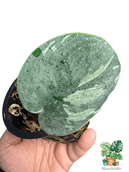 Scindapsus bunaken - Plant - O - Folles