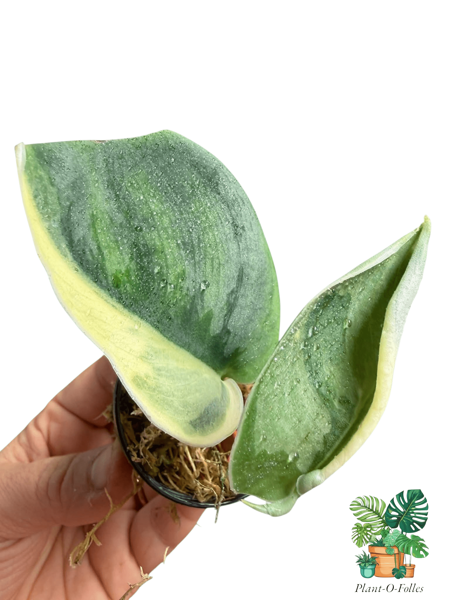 Scindapsus bunaken - Plant - O - Folles