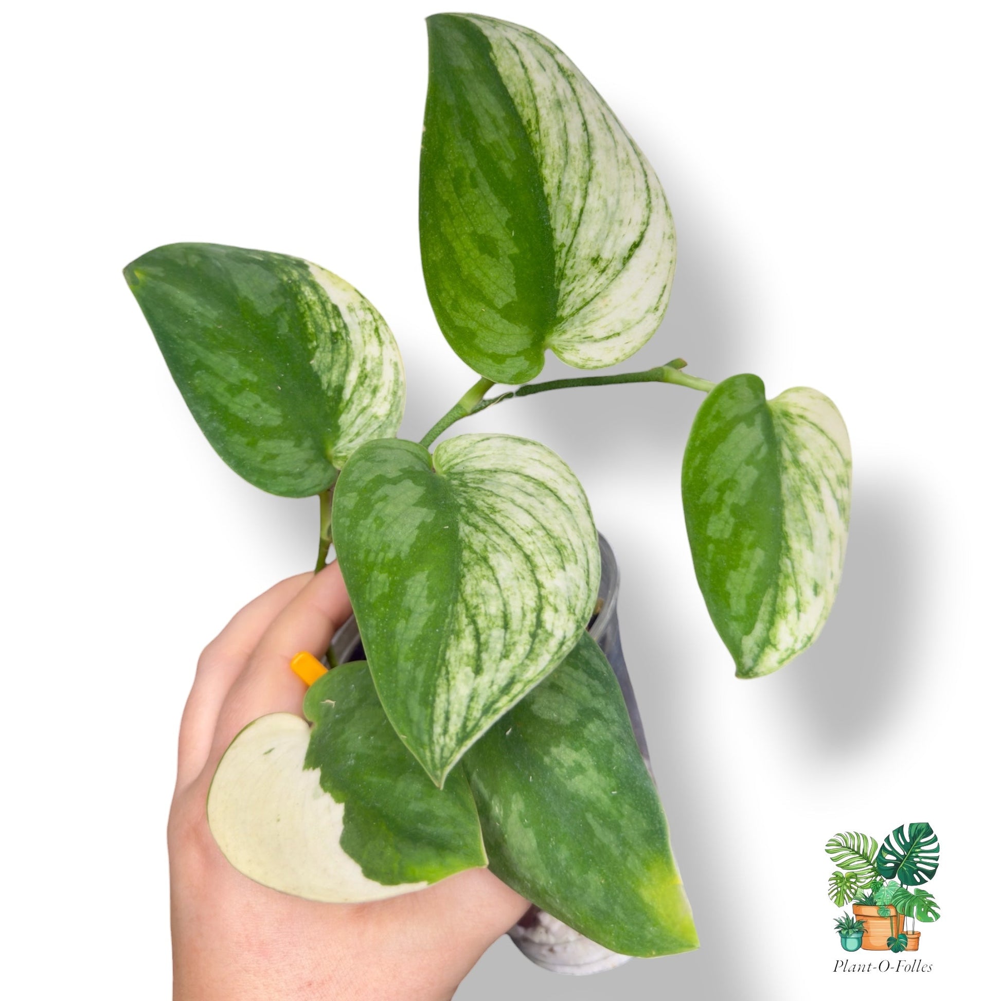 Scindapsus ‘Bunaken’ – Plante graphique et décorative - Plant - O - Folles