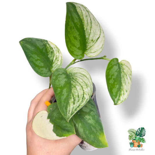 Scindapsus ‘Bunaken’ – Plante graphique et décorative - Plant - O - Folles