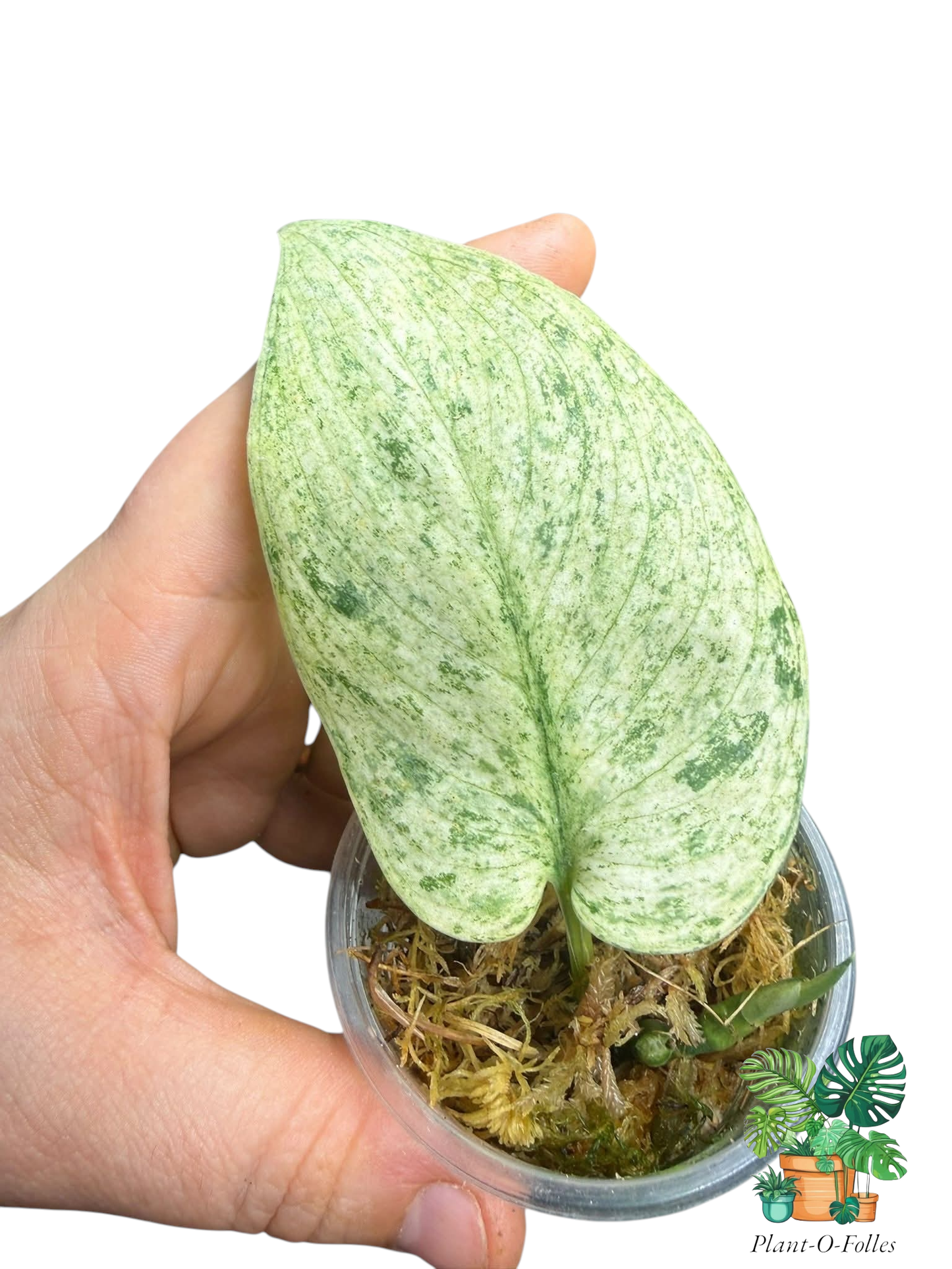 Scindapsus Cream Blue - Plant - O - Folles