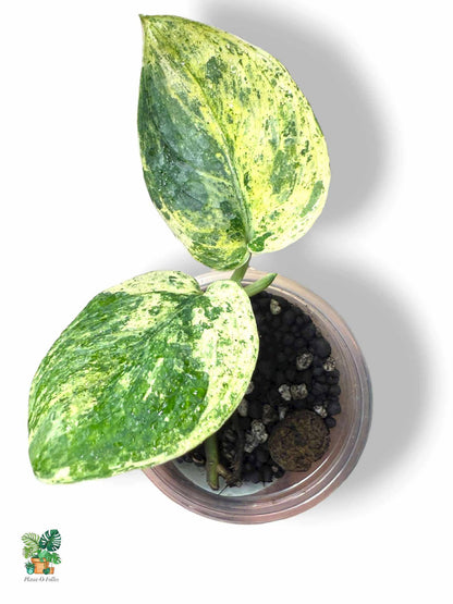 Scindapsus Crème Brûlée, Rare Variegated Aroid, Tropical Indoor Plant, Arrow Leaf Houseplant for Collectors - Plant - O - Folles