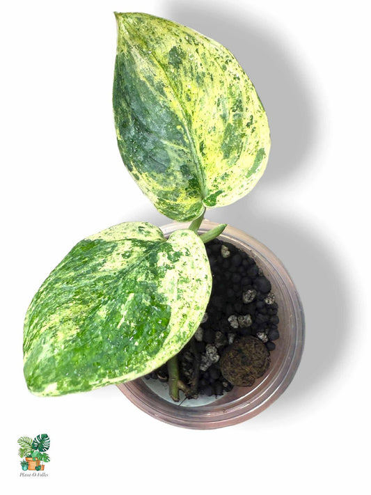 Scindapsus Crème Brûlée, Rare Variegated Aroid, Tropical Indoor Plant, Arrow Leaf Houseplant for Collectors - Plant - O - Folles