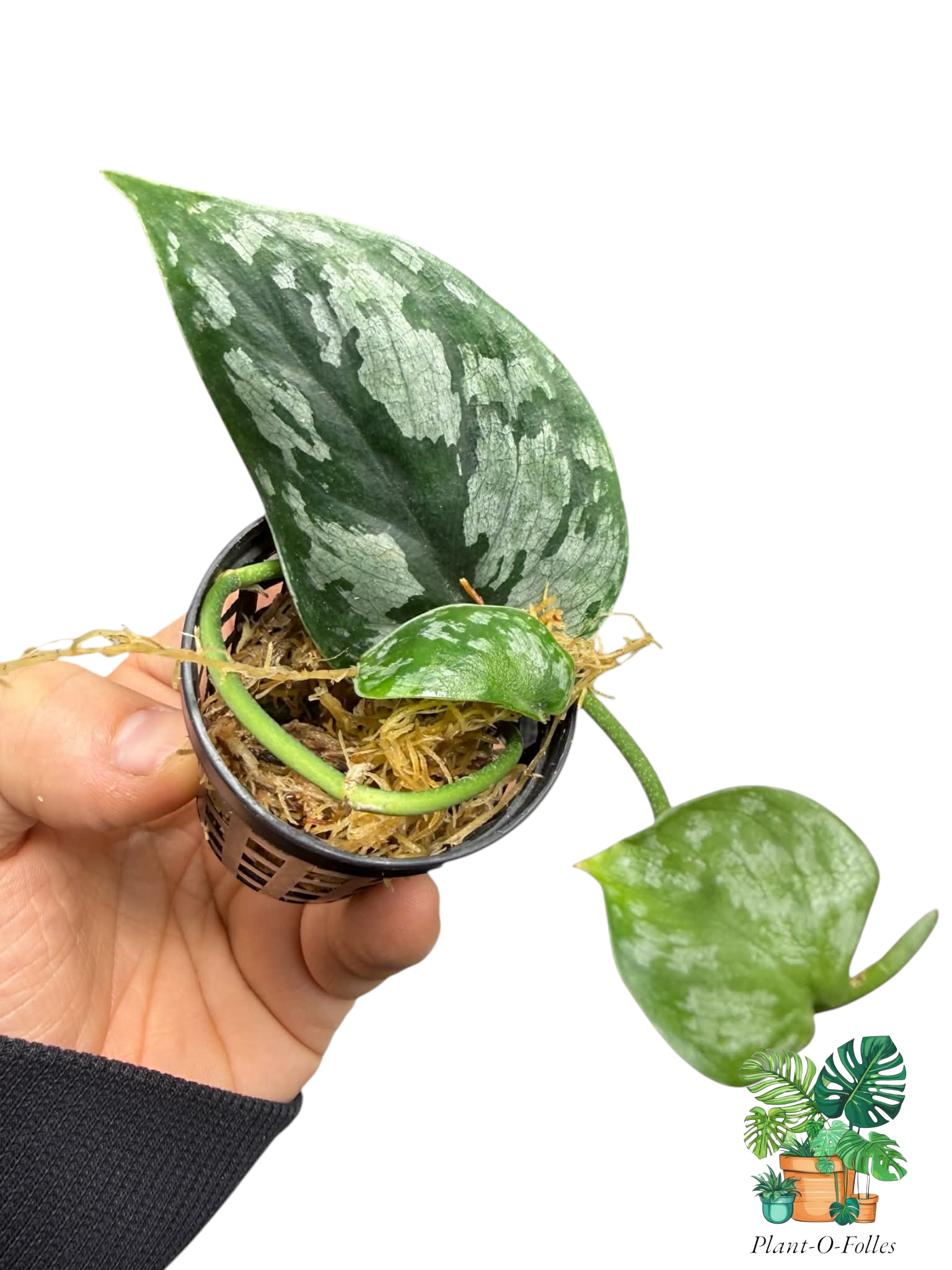 Scindapsus ‘Dark Silver Malaysian’ - Plant - O - Folles