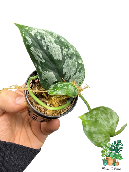 Scindapsus ‘Dark Silver Malaysian’ - Plant - O - Folles