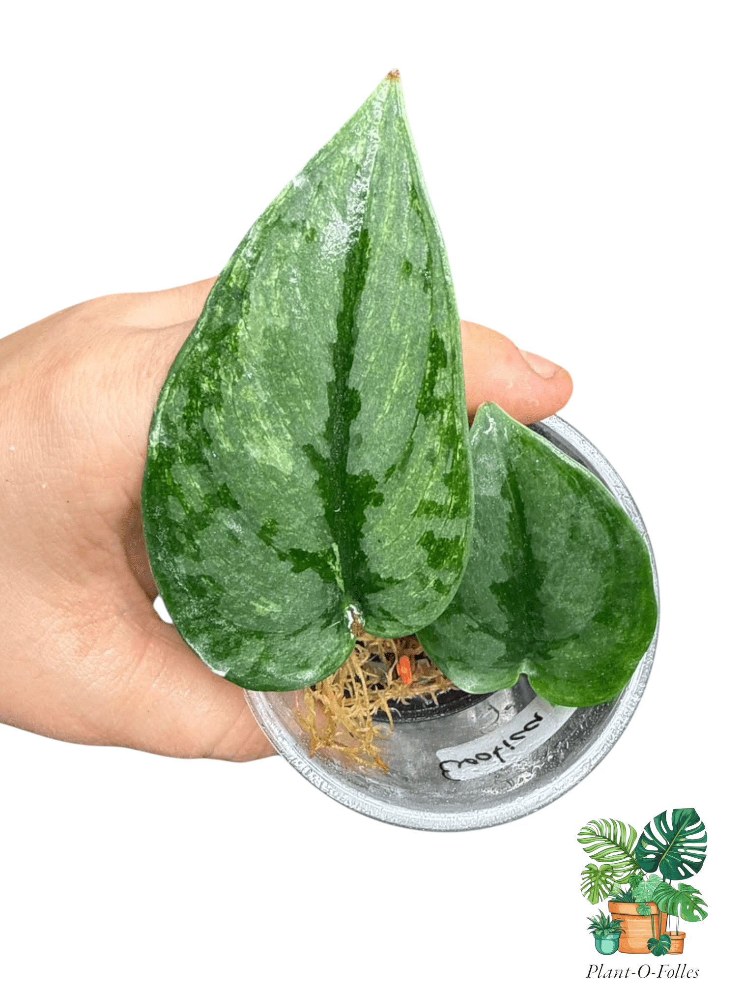 Scindapsus ‘Exotica Mint’ - Feuillage vert menthe lumineux - Plant - O - Folles