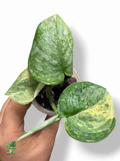 Scindapsus halimoon, Rare Variegated Aroid, Tropical Indoor Plant, Arrow Leaf Houseplant for Collectors - Plant - O - Folles