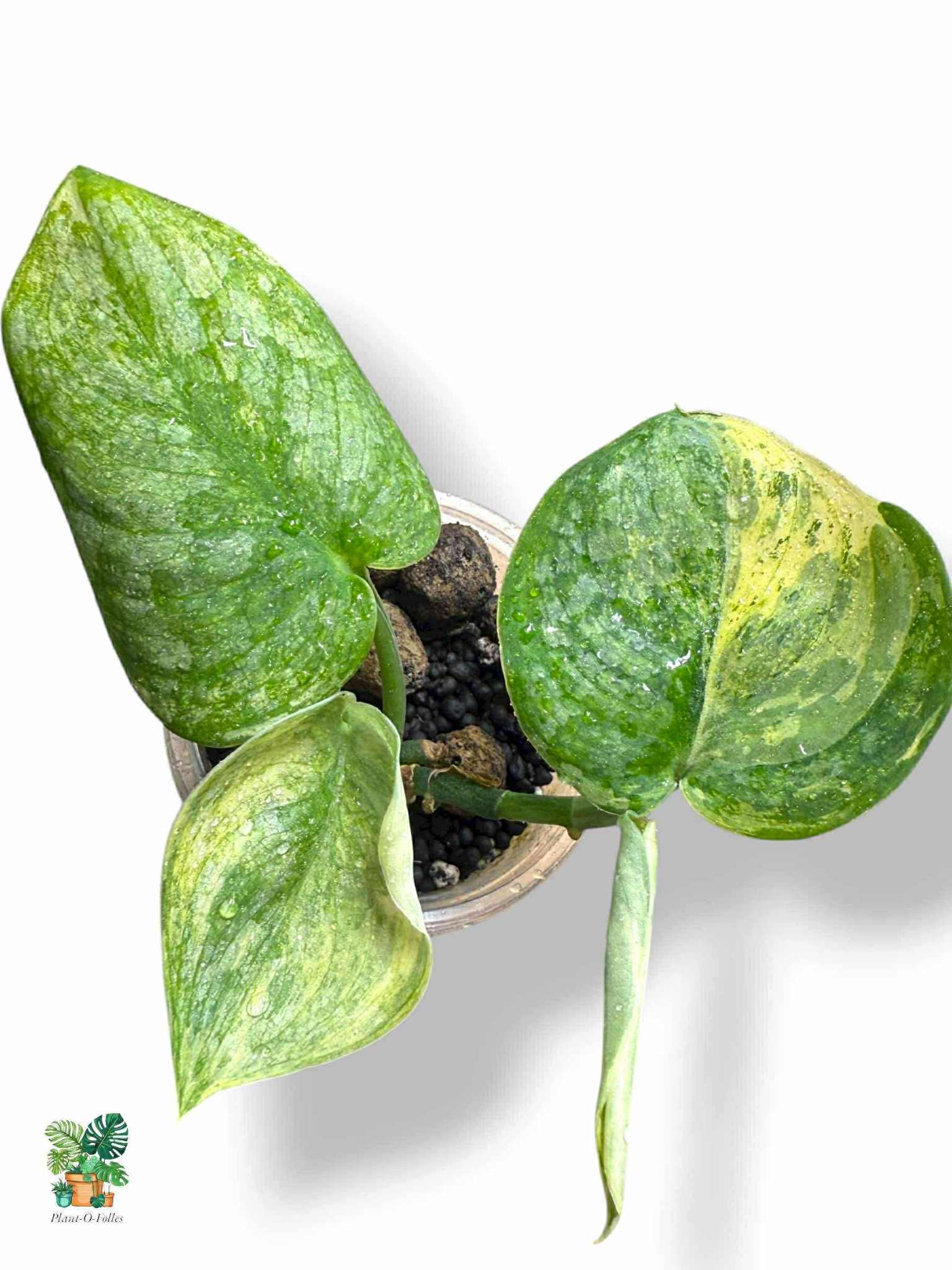 Scindapsus halimoon, Rare Variegated Aroid, Tropical Indoor Plant, Arrow Leaf Houseplant for Collectors - Plant - O - Folles