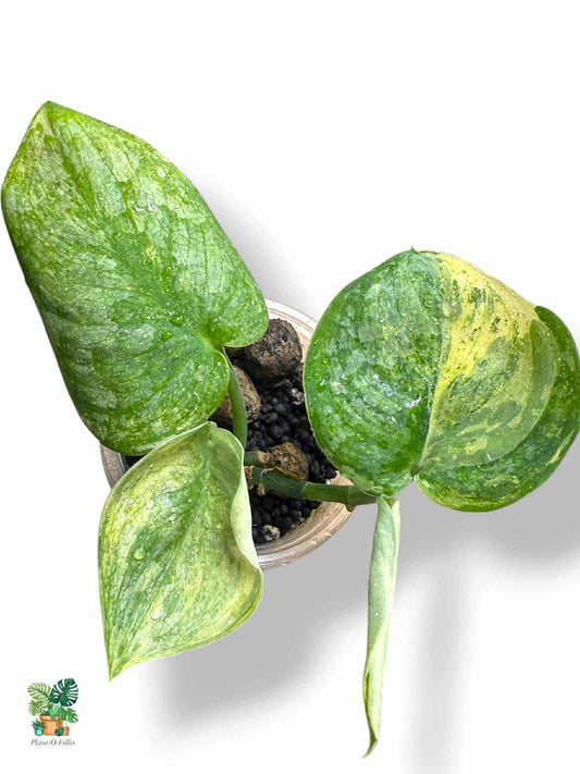 Scindapsus halimoon, Rare Variegated Aroid, Tropical Indoor Plant, Arrow Leaf Houseplant for Collectors - Plant - O - Folles