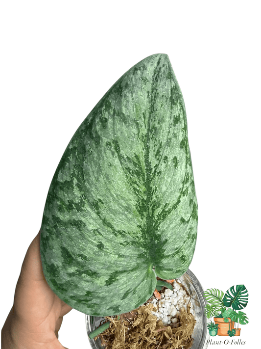 Scindapsus Hologram - Plant - O - Folles