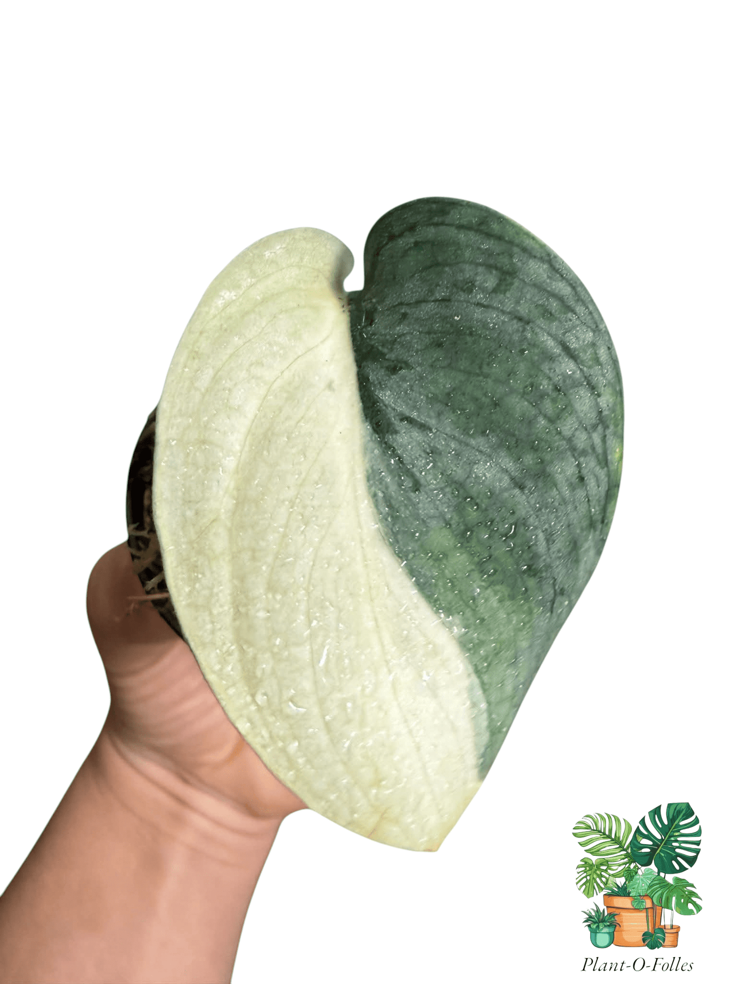 Scindapsus Mahabharata - Plant - O - Folles