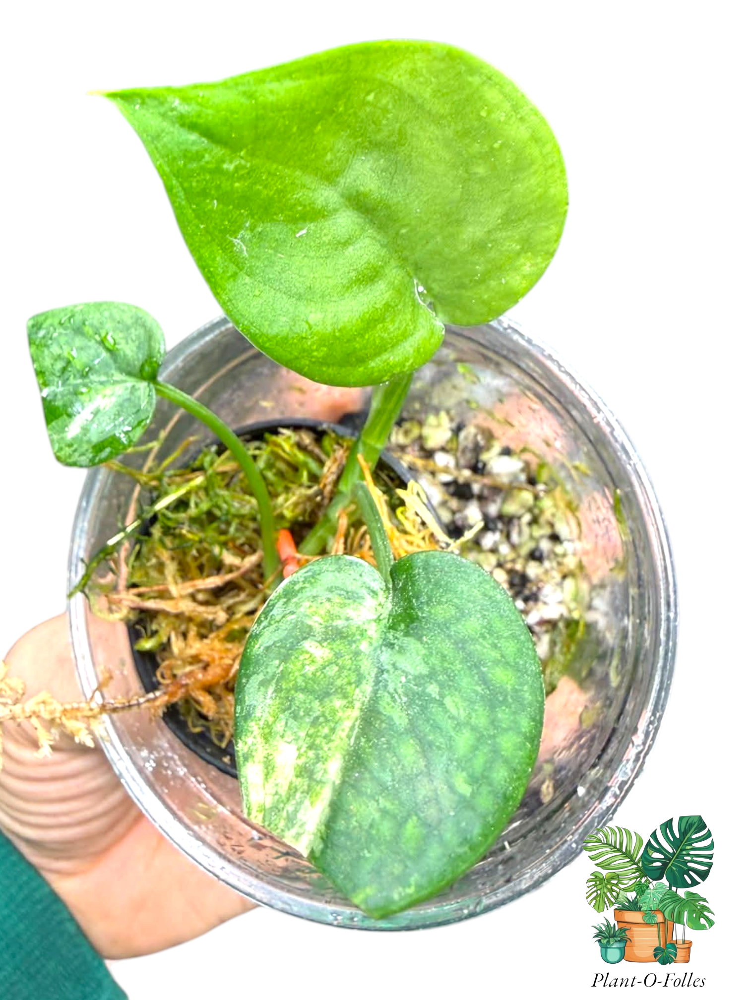 Scindapsus ‘Mangurai’ - Plant - O - Folles