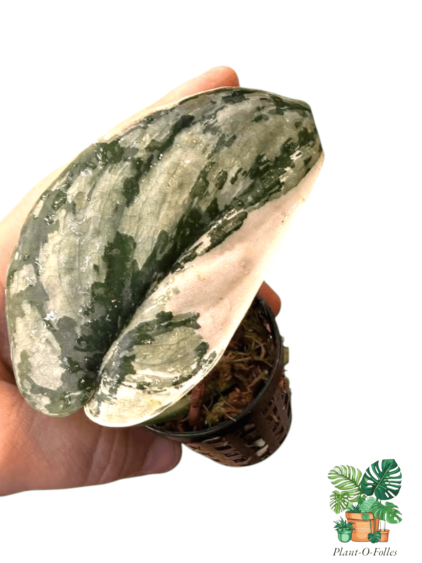 Scindapsus ‘Mariposa’ - Motifs délicats et élégants - Plant - O - Folles