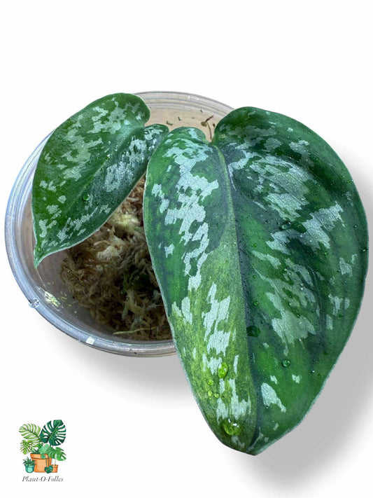 Scindapsus matcha, Rare Variegated Aroid, Tropical Indoor Plant, Arrow Leaf Houseplant for Collectors - Plant - O - Folles