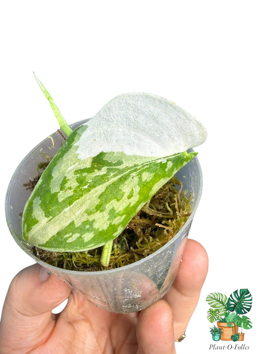 Scindapsus mayari - Plant - O - Folles