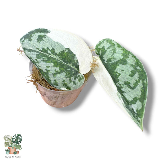 Scindapsus Mayari, Rare Variegated Aroid, Tropical Indoor Plant, Arrow Leaf Houseplant for Collectors - Plant - O - Folles