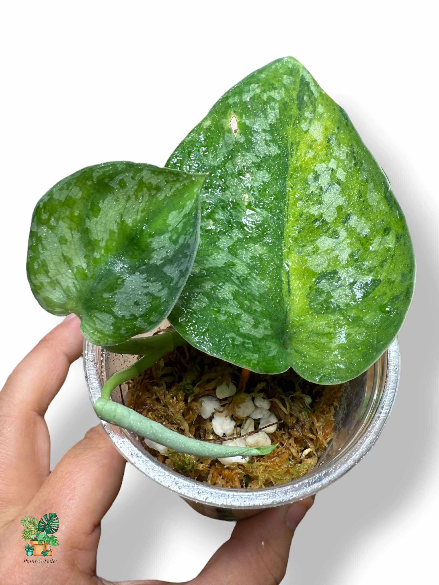 Scindapsus Medallion, Rare Variegated Aroid, Tropical Indoor Plant, Arrow Leaf Houseplant for Collectors - Plant - O - Folles
