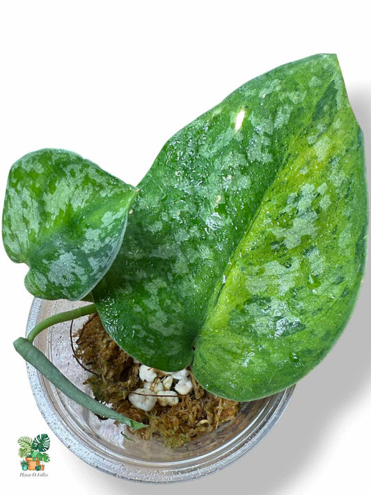 Scindapsus Medallion, Rare Variegated Aroid, Tropical Indoor Plant, Arrow Leaf Houseplant for Collectors - Plant - O - Folles