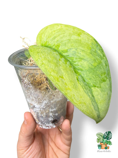 Scindapsus ‘Nirmala’ – Feuillage lumineux et panaché - Plant - O - Folles