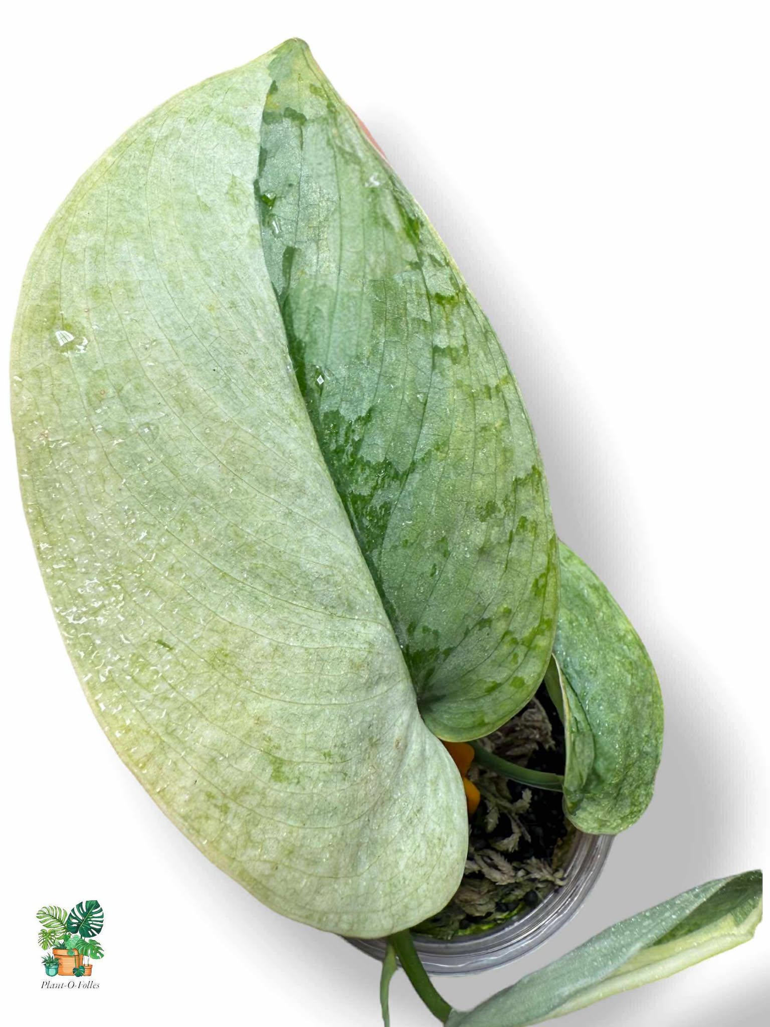 Scindapsus Nirmala, Rare Variegated Aroid, Tropical Indoor Plant, Arrow Leaf Houseplant for Collectors - Plant - O - Folles