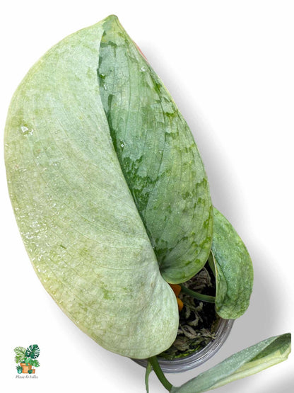 Scindapsus Nirmala, Rare Variegated Aroid, Tropical Indoor Plant, Arrow Leaf Houseplant for Collectors - Plant - O - Folles