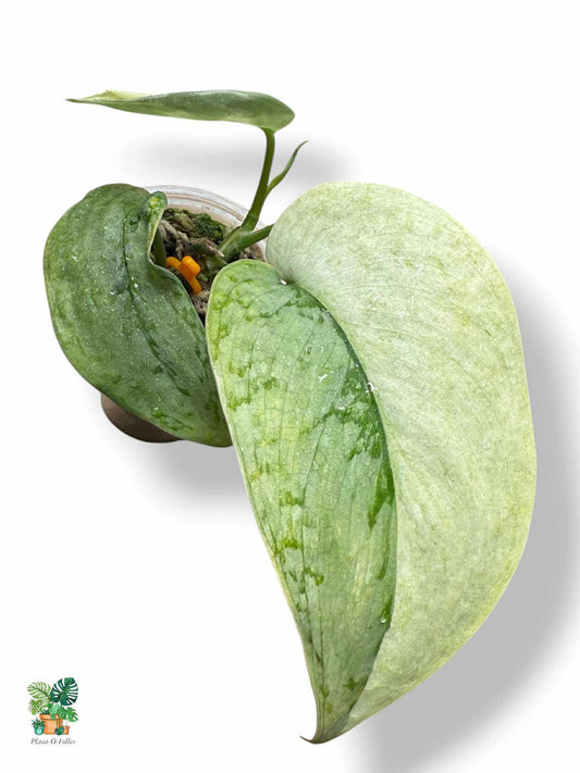 Scindapsus Nirmala, Rare Variegated Aroid, Tropical Indoor Plant, Arrow Leaf Houseplant for Collectors - Plant - O - Folles