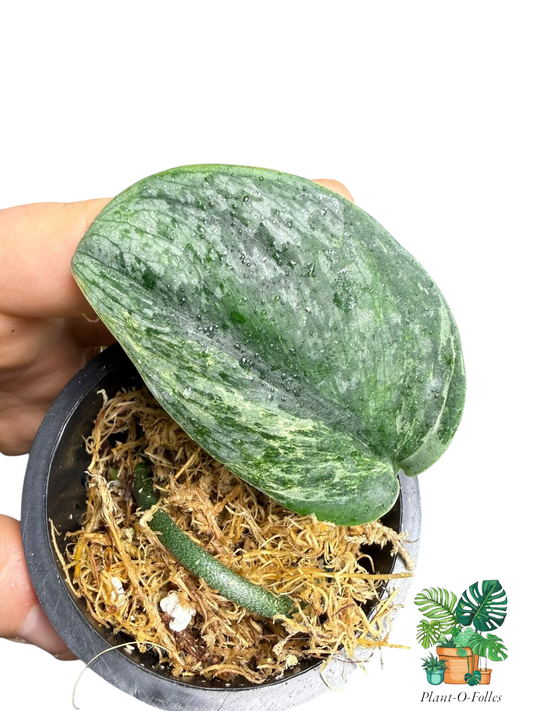 Scindapsus parahyangan - Plant - O - Folles