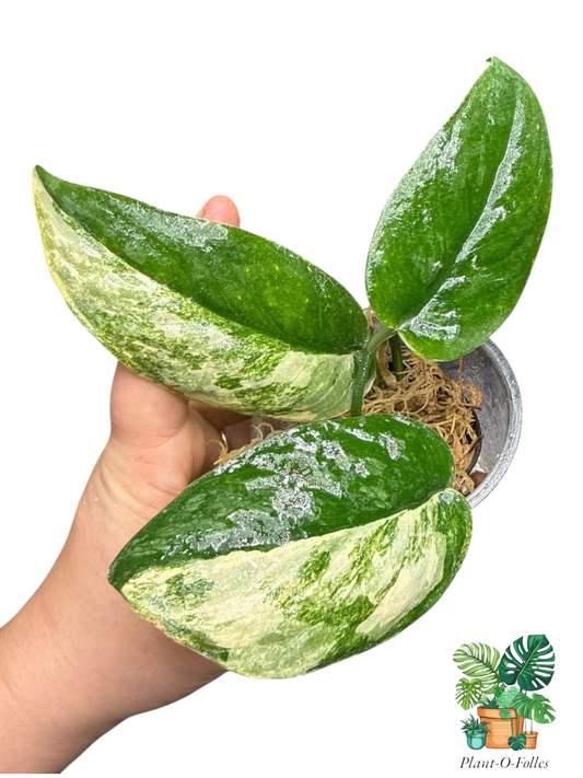 Scindapsus ‘Parahyangan Tricolor’ - Panachure tricolore unique - Plant - O - Folles