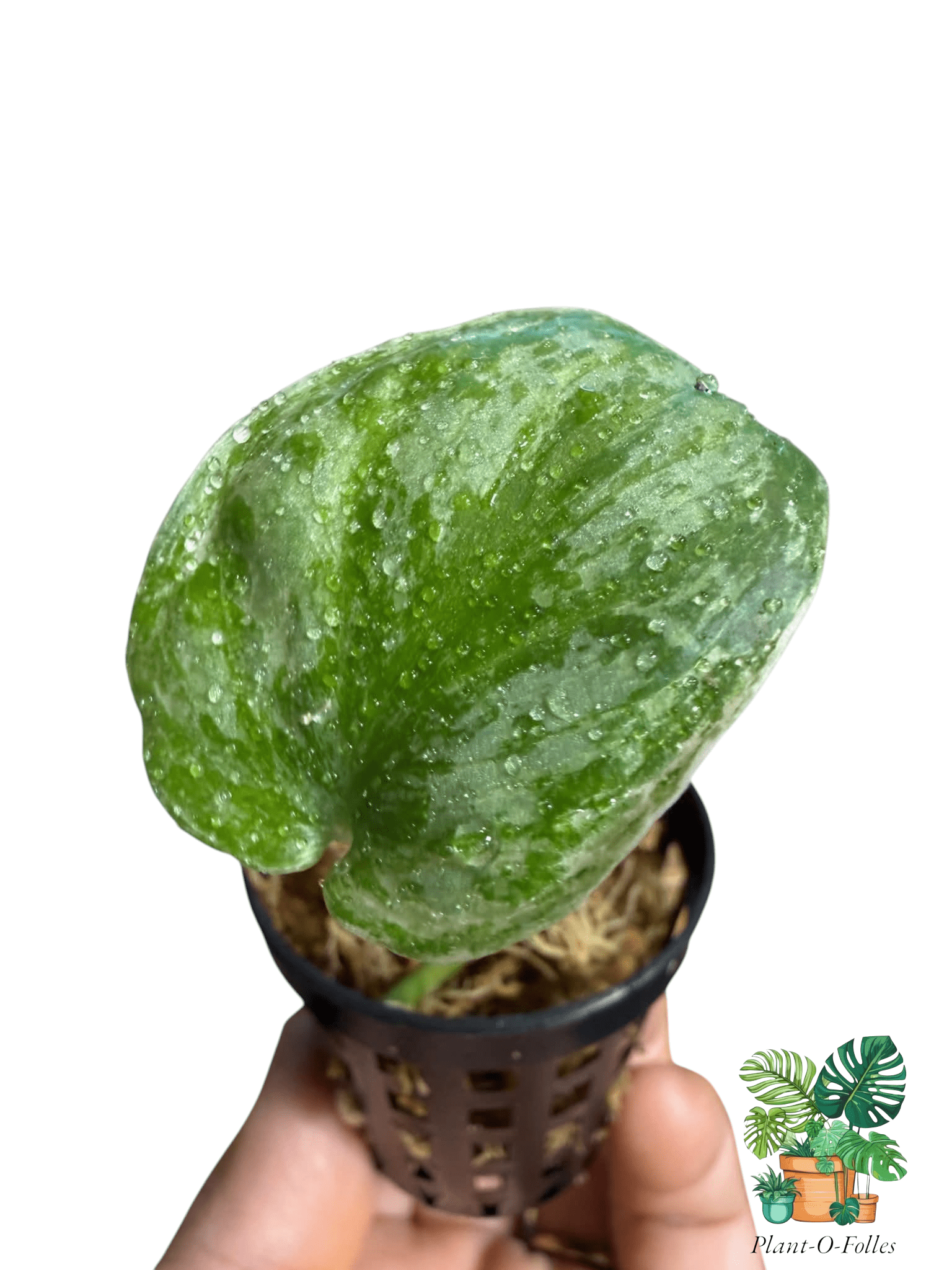 Scindapsus Platinum - Plant - O - Folles