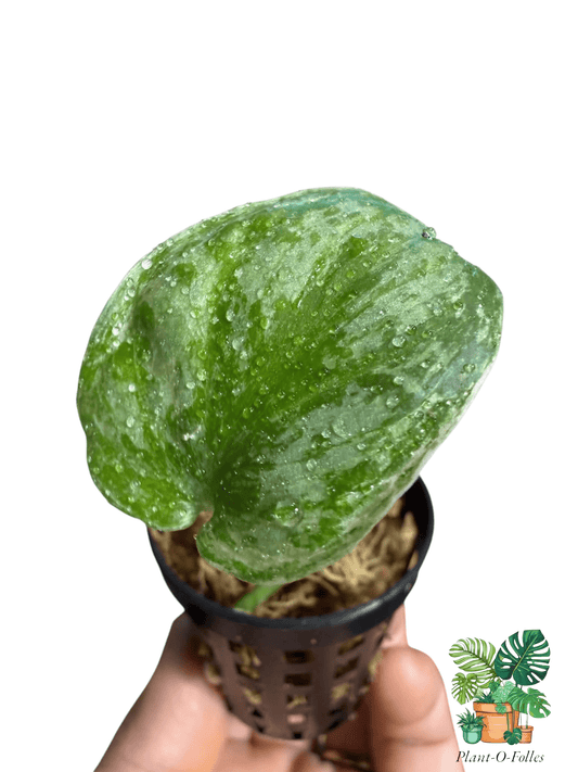 Scindapsus Platinum - Plant - O - Folles