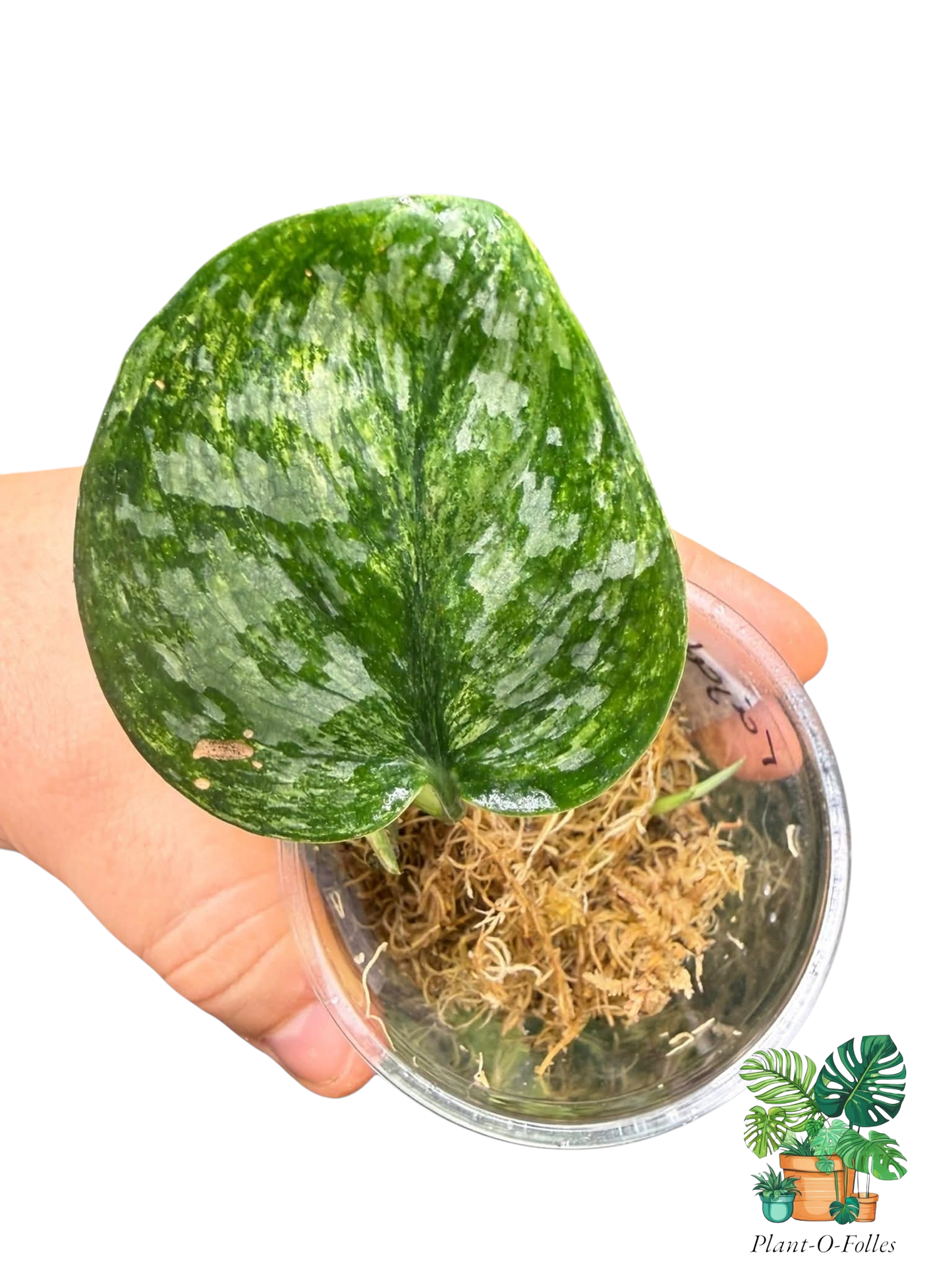 Scindapsus Rajatapura - Plant - O - Folles