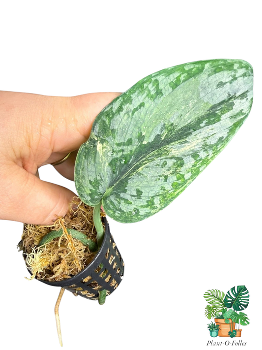 Scindapsus sadewa - Plant - O - Folles