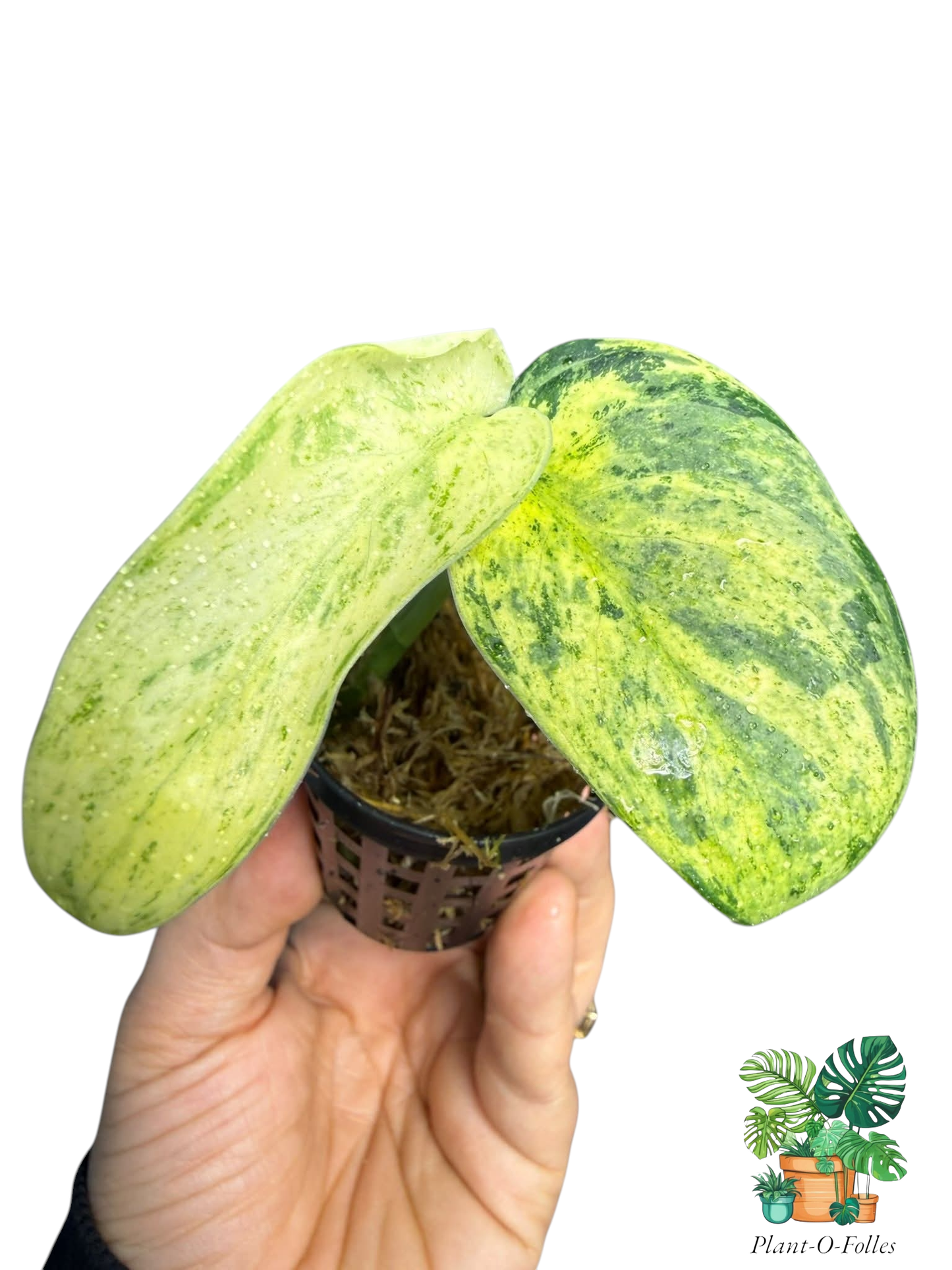 Scindapsus silver mint - Plant - O - Folles