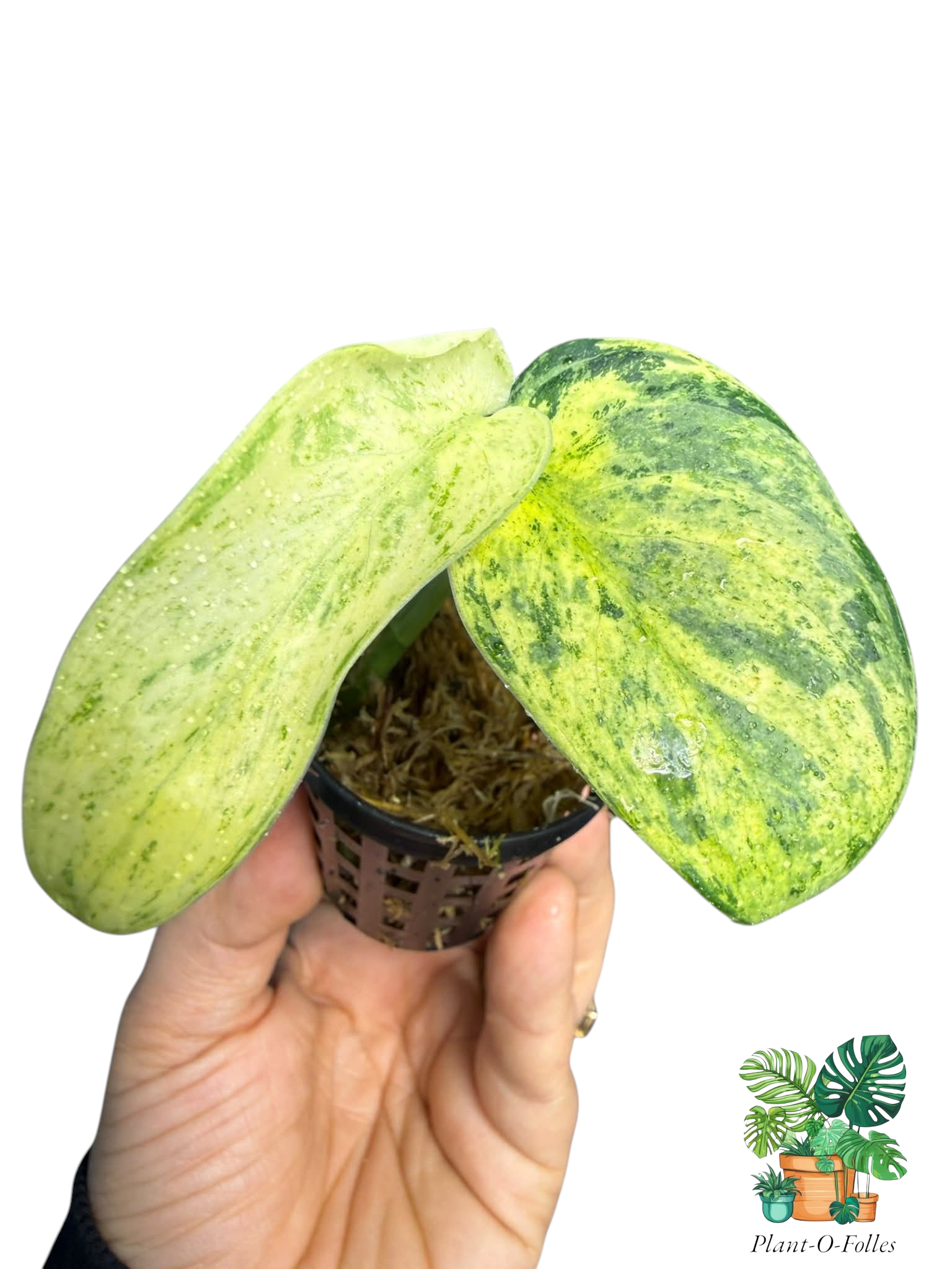 Scindapsus silver mint - Plant - O - Folles