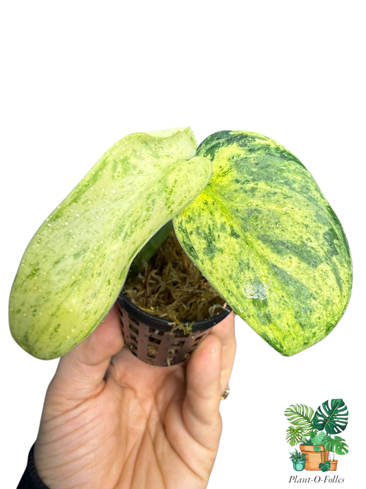 Scindapsus silver mint - Plant - O - Folles