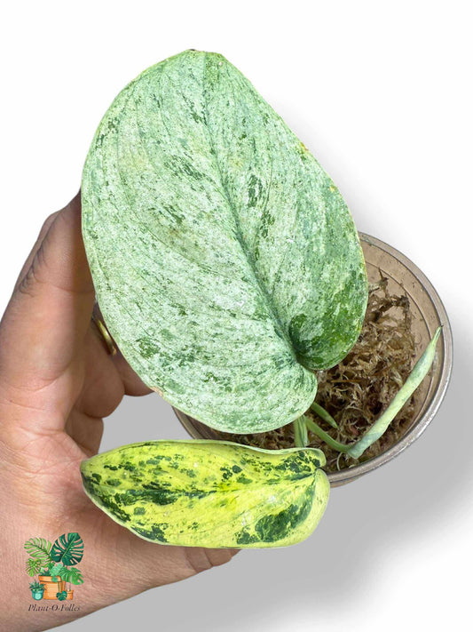 Scindapsus Silver Mint, Rare Variegated Aroid, Tropical Indoor Plant, Arrow Leaf Houseplant for Collectors - Plant - O - Folles
