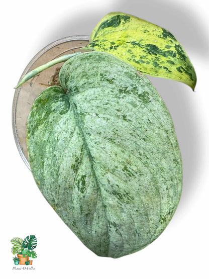 Scindapsus Silver Mint, Rare Variegated Aroid, Tropical Indoor Plant, Arrow Leaf Houseplant for Collectors - Plant - O - Folles