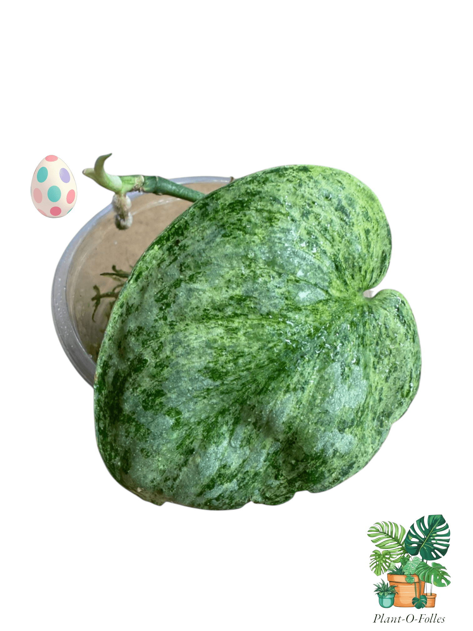 Scindapsus ‘Silver Platinum’ – Feuillage argenté et port grimpant - Plant - O - Folles