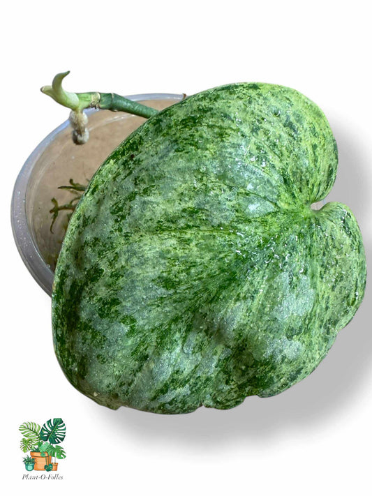 Scindapsus Silver Platinum, Rare Variegated Aroid, Tropical Indoor Plant, Arrow Leaf Houseplant for Collectors - Plant - O - Folles