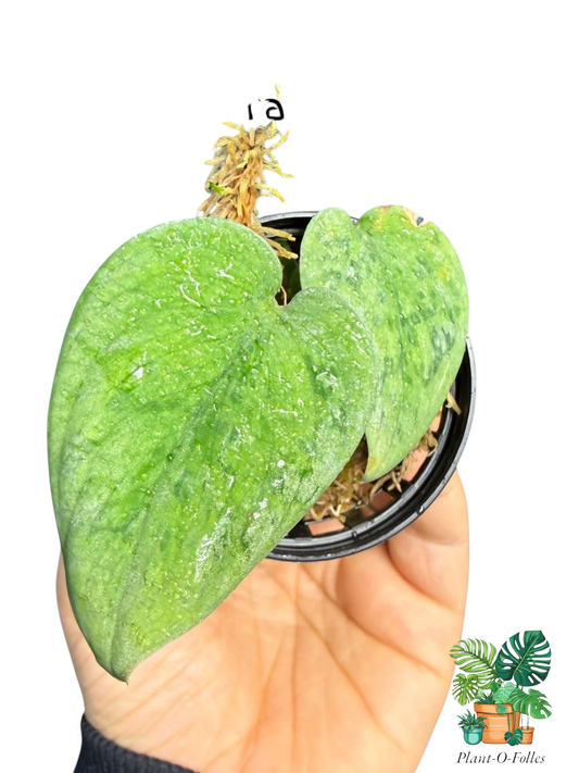 Scindapsus snowflake - Plant - O - Folles